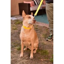 Mimi Green Waterproof Leather Martingale Dog Collar With Personalized ID Tag -PetSafe Kong Shop 814478 PT2. AC SS1800 V1683293026