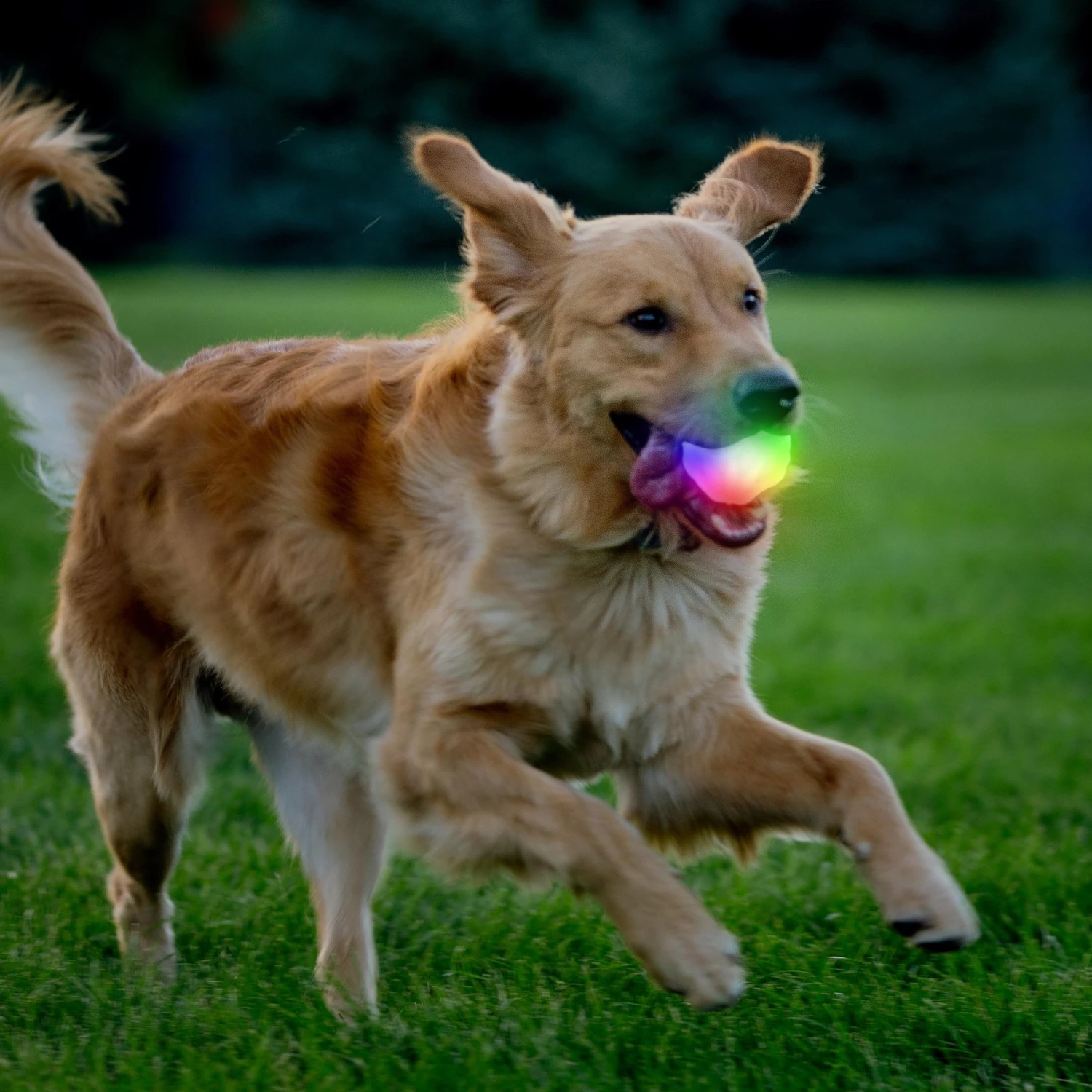 Nite Ize GlowStreak Wild LED Ball-Disc-O Dog Toy 2 Nite Ize GlowStreak Wild LED Ball-Disc-O Dog Toy - Image 2