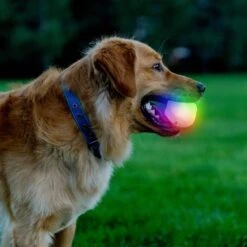 Nite Ize GlowStreak Wild LED Ball-Disc-O Dog Toy 15 Nite Ize GlowStreak Wild LED Ball-Disc-O Dog Toy -PetSafe Kong Shop 821286 PT6. AC SS1800 V1680287200