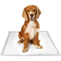 Pounce + Fetch Extra Large Ultra Absorbing Dog Training Pads, 50 Count -PetSafe Kong Shop 821526 PT3. AC SS1800 V1681318154