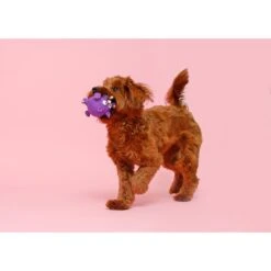 Hartz Zoo Balloons Squeaky Latex Dog Toy, Character Varies -PetSafe Kong Shop 82678 PT3. AC SS1800 V1660706280