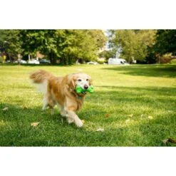 Hartz Dura Play Bone Squeaky Latex Dog Toy -PetSafe Kong Shop 82721 PT3. AC SS1800 V1660706813