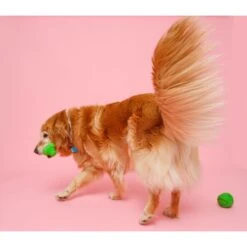 Hartz Dura Play Bone Squeaky Latex Dog Toy -PetSafe Kong Shop 82721 PT4. AC SS1800 V1660706812