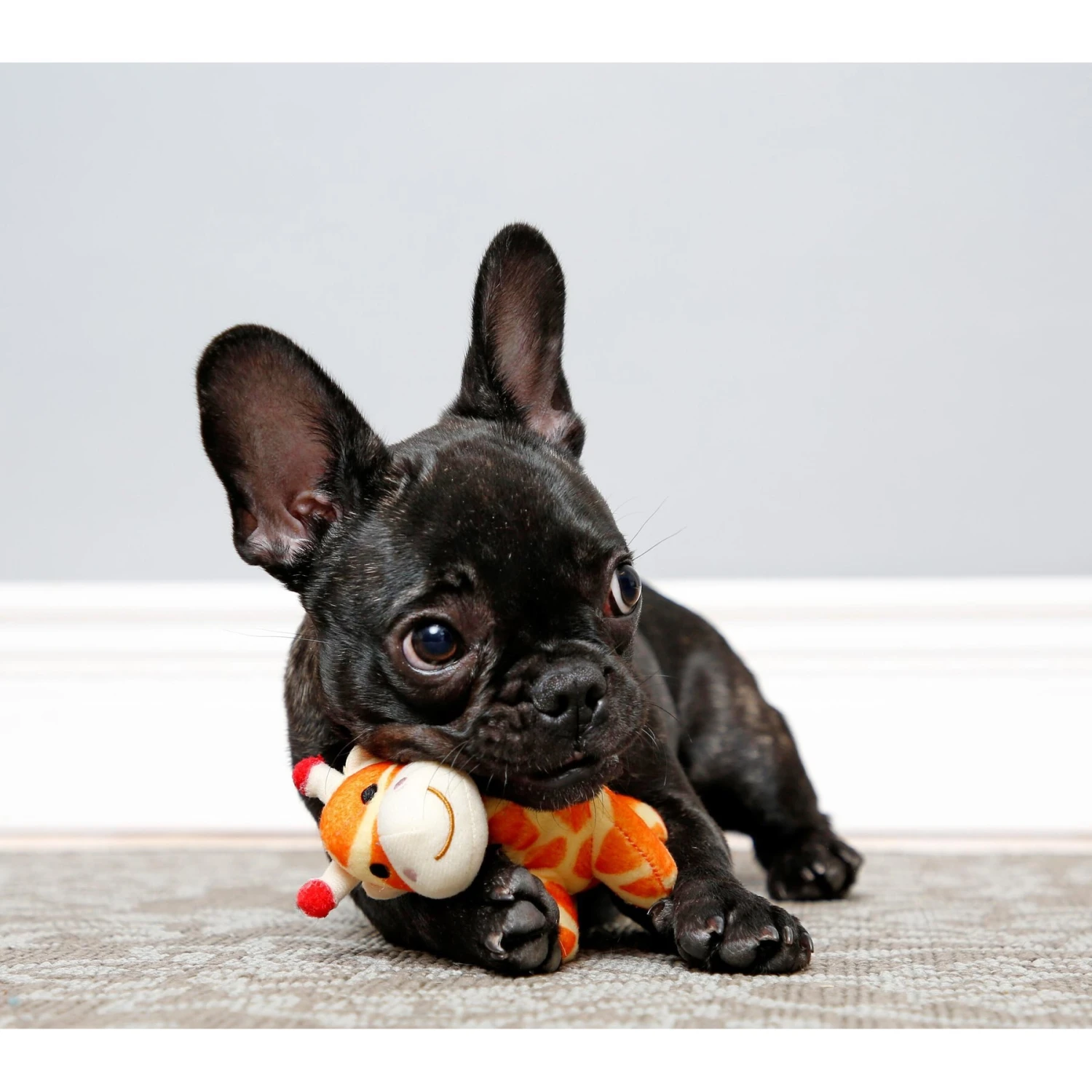 Hartz Tiny Dog Jungle Squeaky Plush Dog Toy, Character Varies 3 Hartz Tiny Dog Jungle Squeaky Plush Dog Toy, Character Varies - Image 3