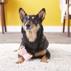 Hartz Bug Eyes Squeak Latex Dog Toy, Character Varies -PetSafe Kong Shop 82848 PT4. AC SS1800 V1589228913