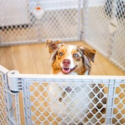 MyPet Plastic Dog Pet Yard -PetSafe Kong Shop 83650 PT5. AC SS1800 V1667330821