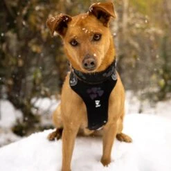 Hurtta Weekend Warrior Dog Harness, Raven -PetSafe Kong Shop 838294 PT3. AC SS1800 V1682346384