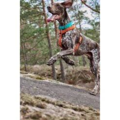 Hurtta Casual Dog Y-harness ECO -PetSafe Kong Shop 838422 PT3. AC SS1800 V1682345623