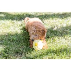 Playology Puppy Sensory Ball Beef Dog Toy 10 Playology Puppy Sensory Ball Beef Dog Toy -PetSafe Kong Shop 838934 PT3. AC SS1800 V1683745401
