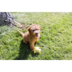 Playology Puppy Sensory Ball Beef Dog Toy 11 Playology Puppy Sensory Ball Beef Dog Toy -PetSafe Kong Shop 838934 PT4. AC SS1800 V1683744800