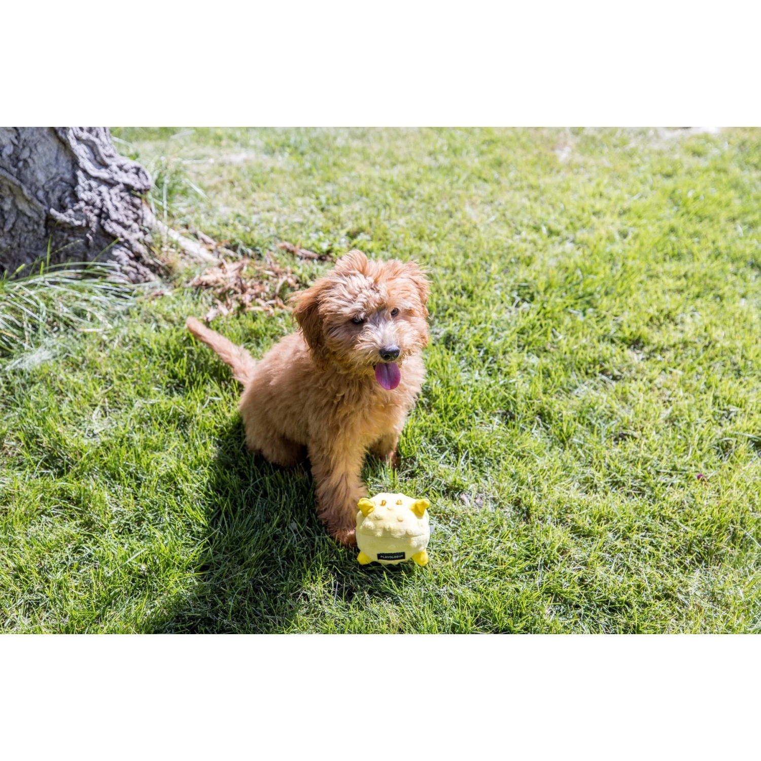 Playology Puppy Sensory Ball Beef Dog Toy 5 Playology Puppy Sensory Ball Beef Dog Toy - Image 5