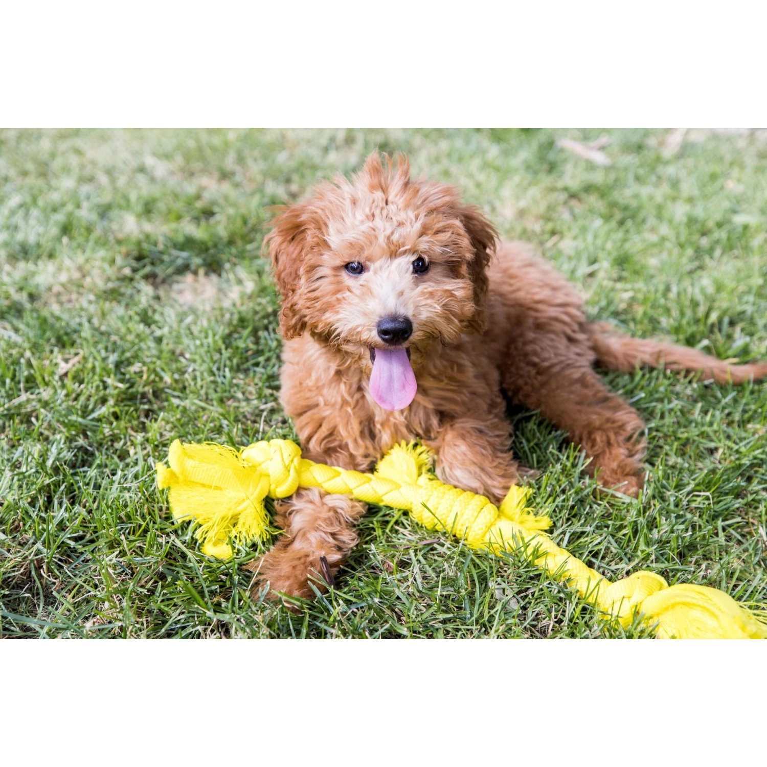 Playology Puppy Sensory Rope Chicken Dog Toy, Yellow, Small 5 Playology Puppy Sensory Rope Chicken Dog Toy, Yellow, Small - Image 5