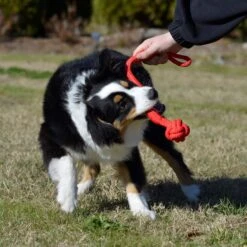 Playology Puppy Tough Tug Knot Beef Dog Toy, Red, Large -PetSafe Kong Shop 839046 PT4. AC SS1800 V1683744746