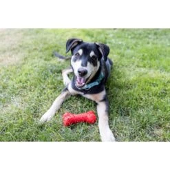 Playology Puppy Teething Bone Beef Dog Toy, Red, Large -PetSafe Kong Shop 839094 PT5. AC SS1800 V1683744739