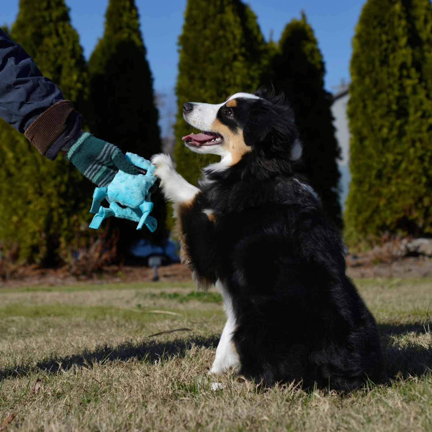 Playology Puppy Sensory Snail Peanut Butter Dog Toy 4 Playology Puppy Sensory Snail Peanut Butter Dog Toy - Image 4
