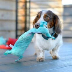 Playology Puppy Sensory Snail Peanut Butter Dog Toy 11 Playology Puppy Sensory Snail Peanut Butter Dog Toy -PetSafe Kong Shop 839190 PT4. AC SS1800 V1683744681