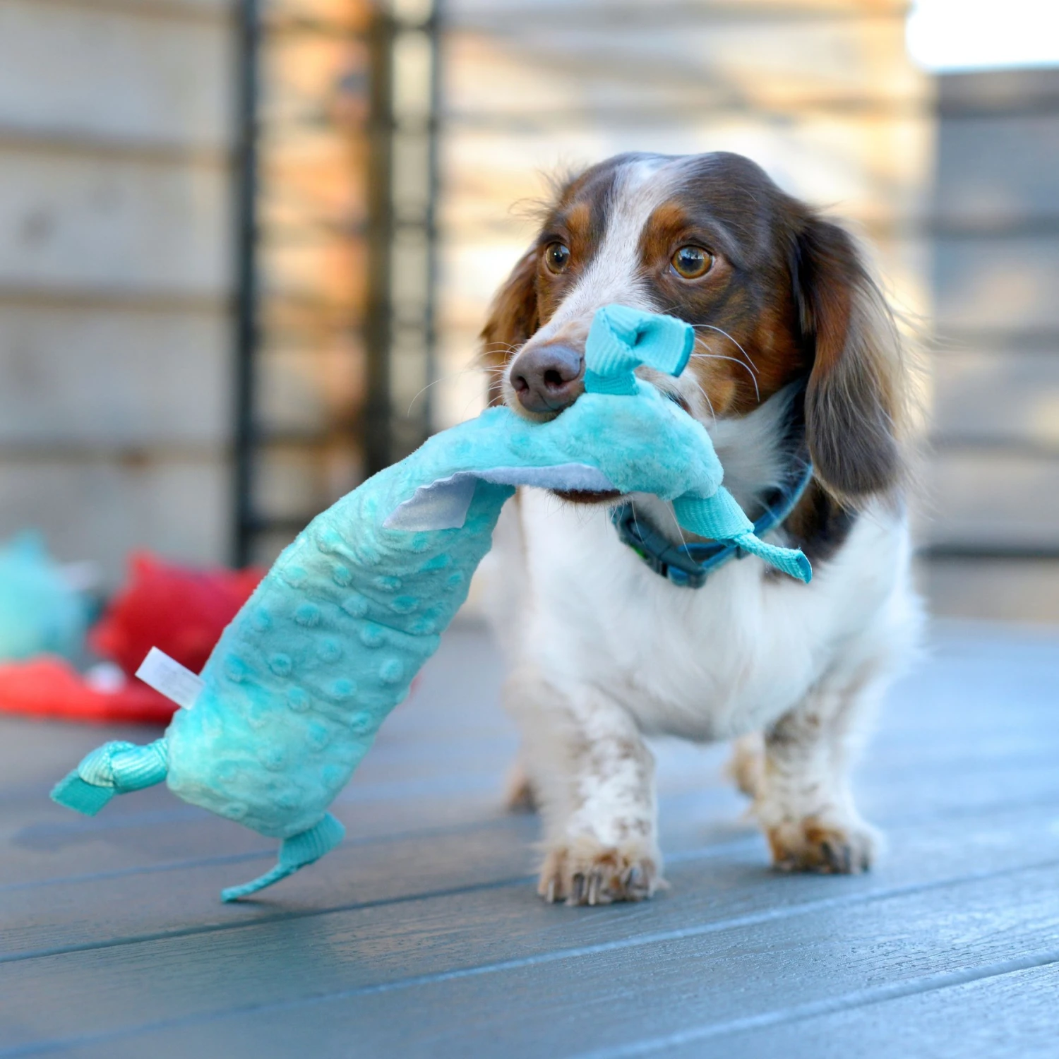 Playology Puppy Sensory Snail Peanut Butter Dog Toy 5 Playology Puppy Sensory Snail Peanut Butter Dog Toy - Image 5