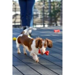 Playology Puppy Teething Bone Beef Dog Toy, Red, Small -PetSafe Kong Shop 839206 PT3. AC SS1800 V1683744678