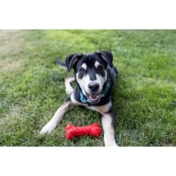 Playology Puppy Teething Bone Beef Dog Toy, Red, Small -PetSafe Kong Shop 839206 PT5. AC SS1800 V1683744754