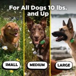 Dogtra CUE Dog Bark Control Training, Green -PetSafe Kong Shop 842374 PT4. AC SS1800 V1690813615