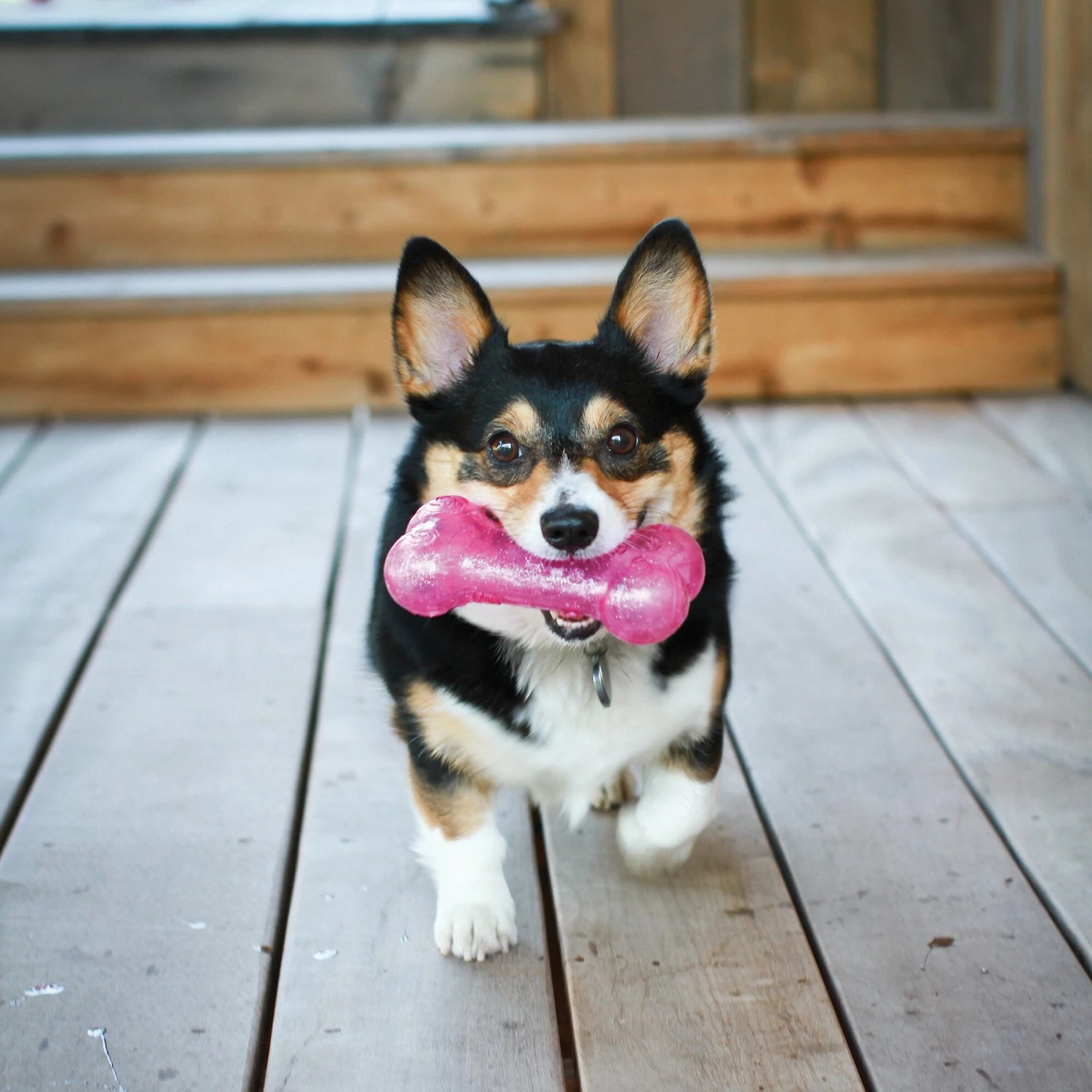 KONG Squeezz Crackle Bone For Dogs, Color Varies 2 KONG Squeezz Crackle Bone For Dogs, Color Varies - Image 2