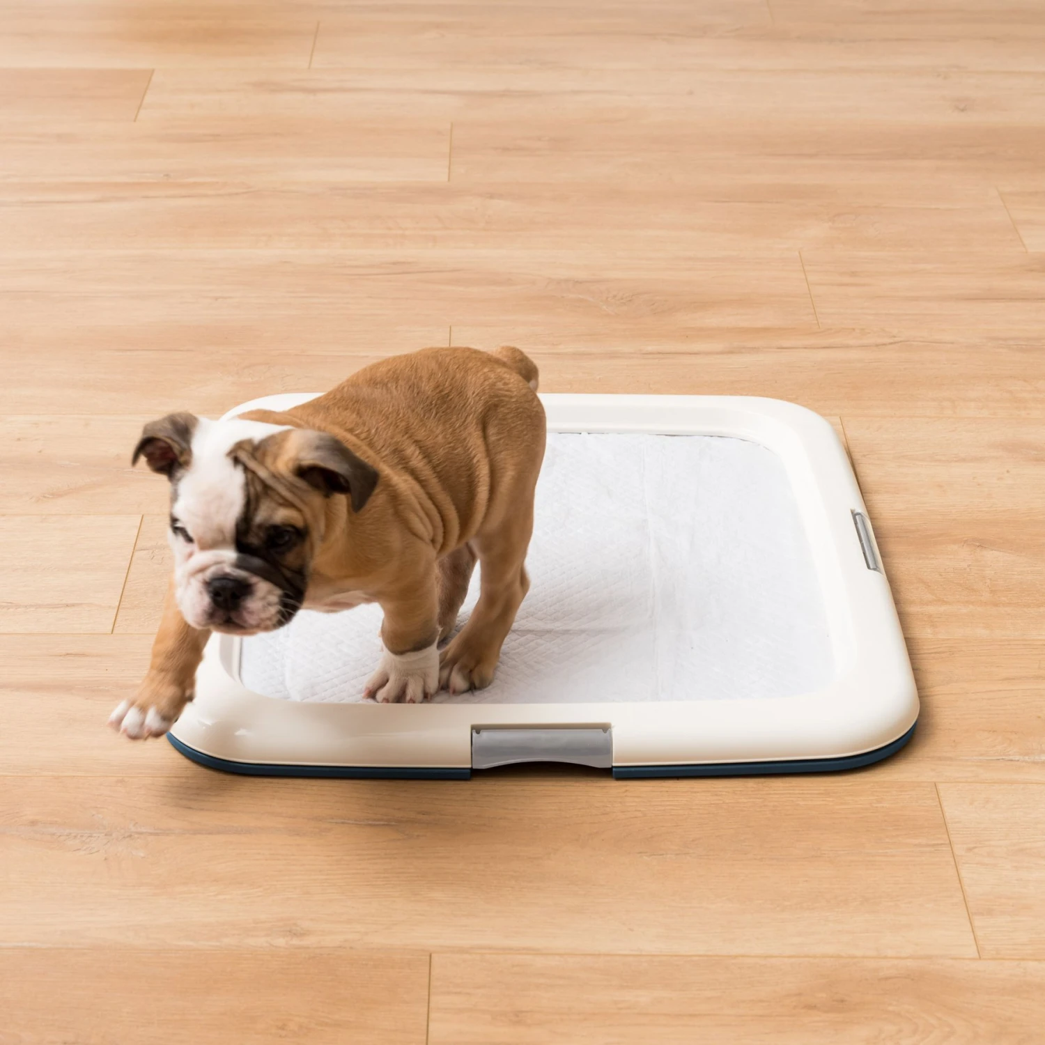 IRIS USA Non-skid Dog Plastic Training Pad Holder 5 IRIS USA Non-skid Dog Plastic Training Pad Holder - Image 5