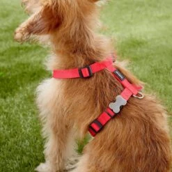 Red Dingo Classic Nylon Back Clip Dog Harness -PetSafe Kong Shop 84749 PT2. AC SS1800 V1685984372