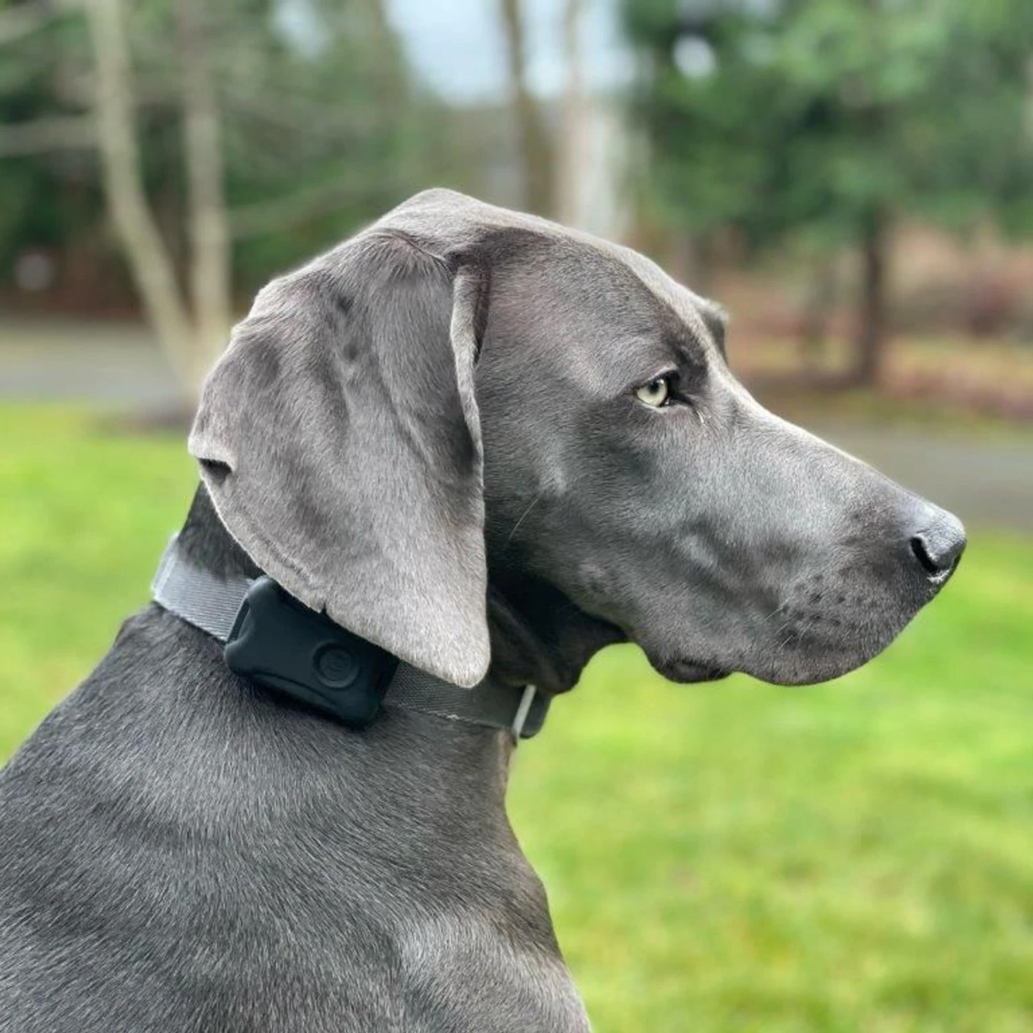 Pebblebee Dog & Cat GPS & Activity Tracker, Black 4 Pebblebee Dog & Cat GPS & Activity Tracker, Black - Image 4