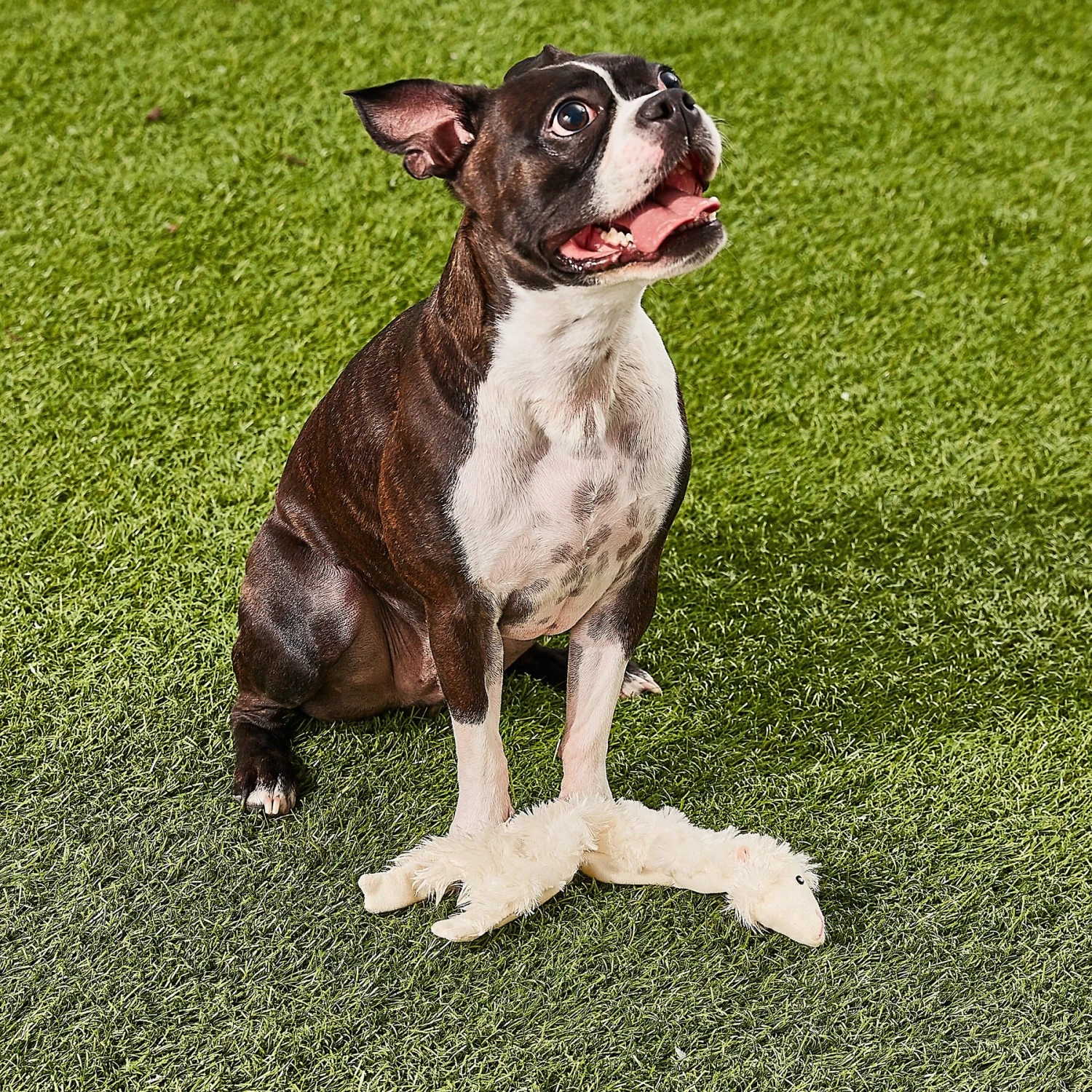 Ethical Pet Skinneeez Crinklers Lamb Stuffing-Free Squeaky Plush Dog Toy 3 Ethical Pet Skinneeez Crinklers Lamb Stuffing-Free Squeaky Plush Dog Toy - Image 3