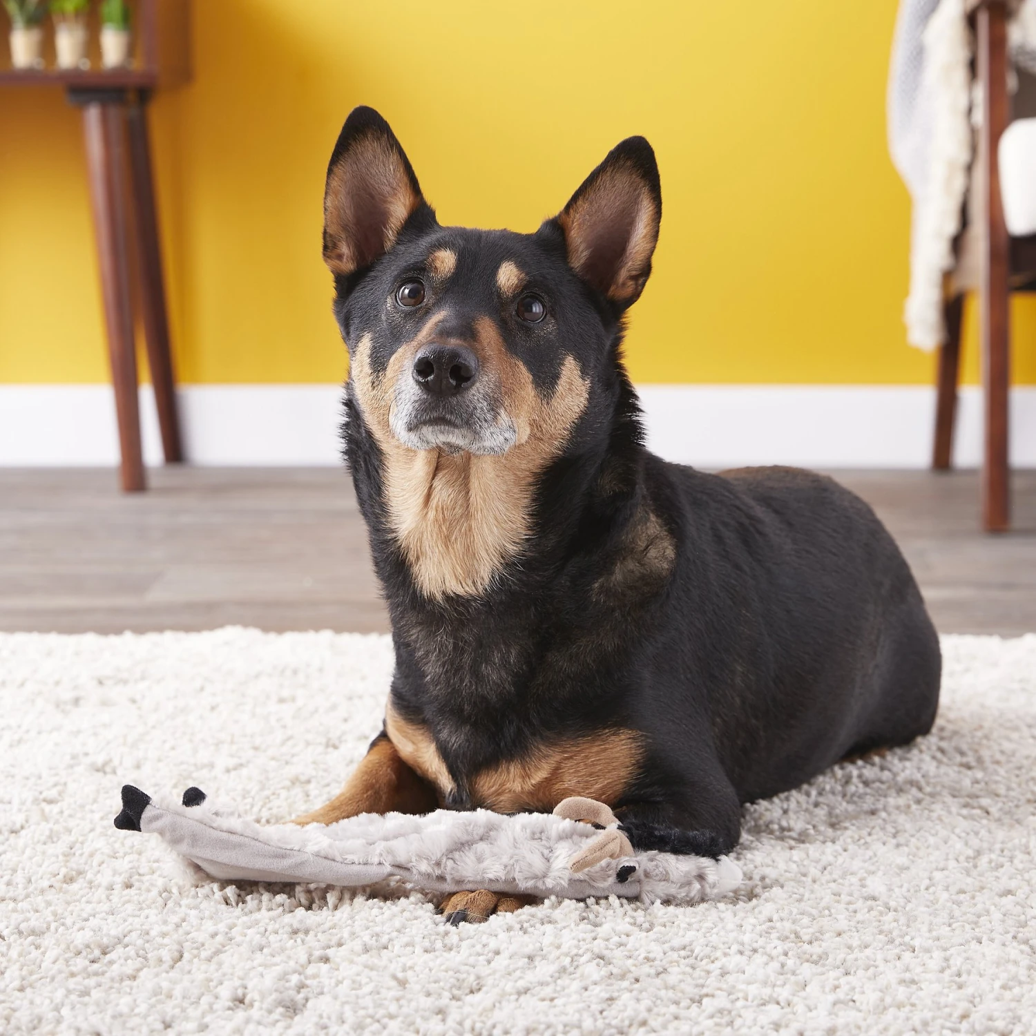 Ethical Pet Skinneeez Crinklers Goat Stuffing-Free Squeaky Plush Dog Toy 3 Ethical Pet Skinneeez Crinklers Goat Stuffing-Free Squeaky Plush Dog Toy - Image 3