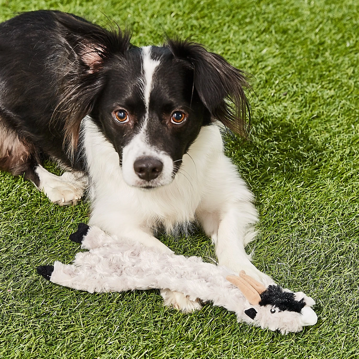 Ethical Pet Skinneeez Crinklers Goat Stuffing-Free Squeaky Plush Dog Toy 4 Ethical Pet Skinneeez Crinklers Goat Stuffing-Free Squeaky Plush Dog Toy - Image 4