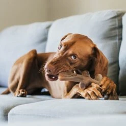 Benebone Fishbone Dog Chew Toy, Brown, Giant 10 Benebone Fishbone Dog Chew Toy, Brown, Giant -PetSafe Kong Shop 851118 PT4. AC SS1800 V1684348729