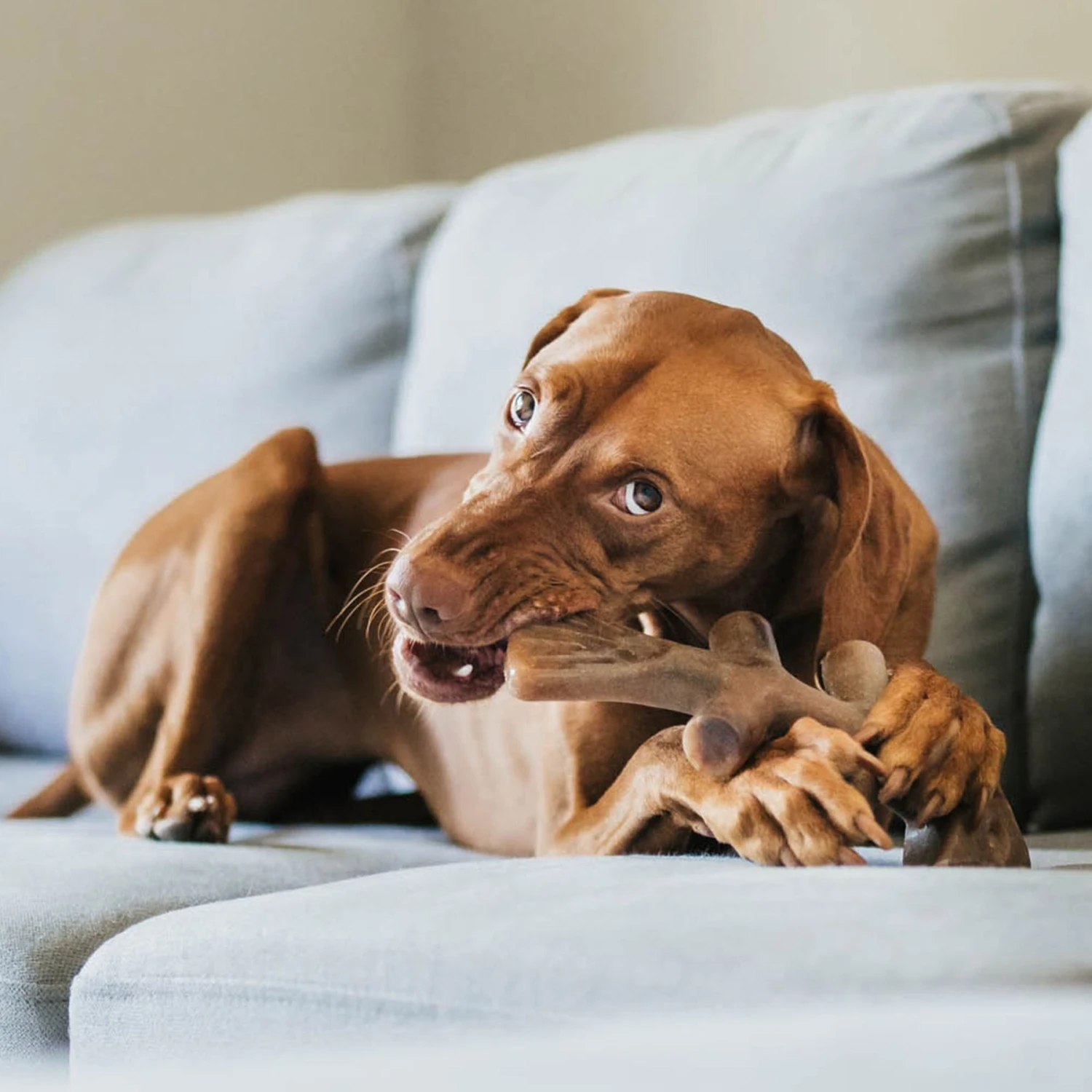 Benebone Fishbone Dog Chew Toy, Brown, Giant 5 Benebone Fishbone Dog Chew Toy, Brown, Giant - Image 5