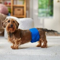 Frisco Washable Dog Diaper Male Wraps -PetSafe Kong Shop 862854 PT3. AC SS1800 V1698950172