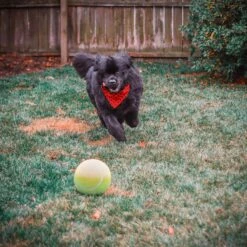 Pet Fit For Life Dog Step-on Sprinkler Dog Toy, Silver -PetSafe Kong Shop 872438 PT6. AC SS1800 V1686246169