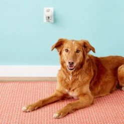 Adaptil Calming Diffuser Refill For Dogs -PetSafe Kong Shop 89163 PT8. AC SS1800 V1520003635