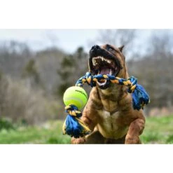 Mammoth Color 3 Knot Rope Tug With Tennis Ball For Dogs, Color Varies -PetSafe Kong Shop 89513 PT5. AC SS1800 V1633020729
