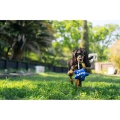 P.L.A.Y. Pet Lifestyle And You Party Time Mini Balloon Plush Squeaky Dog Toy, X-Small -PetSafe Kong Shop 896286 PT3. AC SS1800 V1689795490