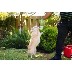 P.L.A.Y. Pet Lifestyle And You Blooming Buddies Collection Aloeve You Plant Plush Squeaky Dog Toy 10 P.L.A.Y. Pet Lifestyle And You Blooming Buddies Collection Aloeve You Plant Plush Squeaky Dog Toy -PetSafe Kong Shop 896638 PT4. AC SS1800 V1689795074