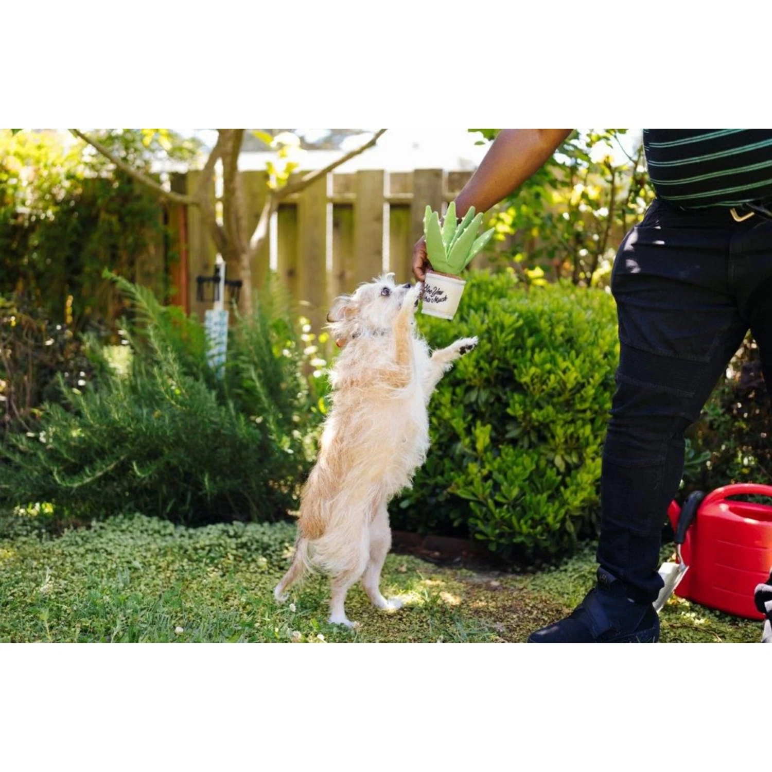 P.L.A.Y. Pet Lifestyle And You Blooming Buddies Collection Aloeve You Plant Plush Squeaky Dog Toy 5 P.L.A.Y. Pet Lifestyle And You Blooming Buddies Collection Aloeve You Plant Plush Squeaky Dog Toy - Image 5