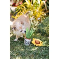 P.L.A.Y. Pet Lifestyle And You Blooming Buddies Collection Aloeve You Plant Plush Squeaky Dog Toy 11 P.L.A.Y. Pet Lifestyle And You Blooming Buddies Collection Aloeve You Plant Plush Squeaky Dog Toy -PetSafe Kong Shop 896638 PT5. AC SS1800 V1689963516