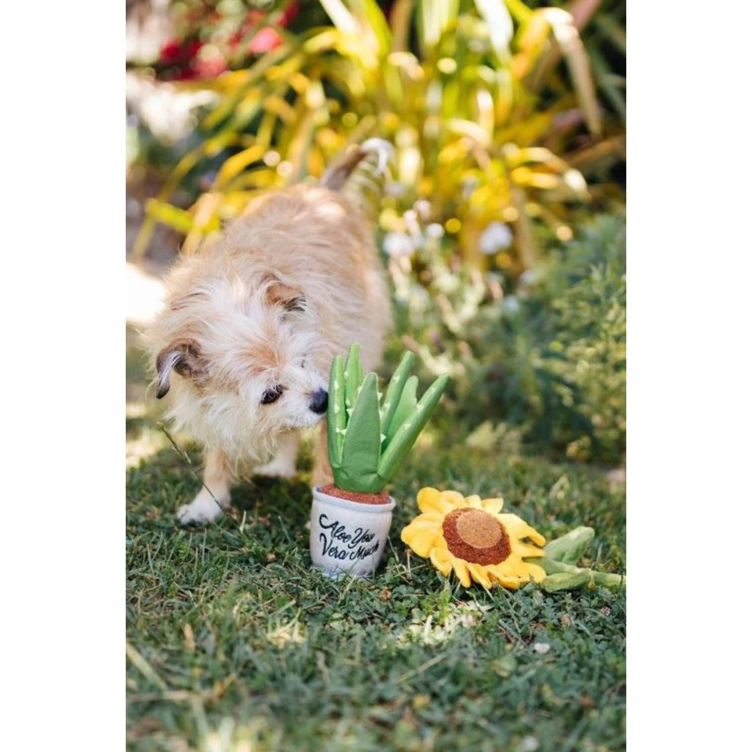 P.L.A.Y. Pet Lifestyle And You Blooming Buddies Collection Aloeve You Plant Plush Squeaky Dog Toy 6 P.L.A.Y. Pet Lifestyle And You Blooming Buddies Collection Aloeve You Plant Plush Squeaky Dog Toy - Image 6