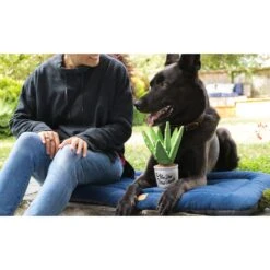 P.L.A.Y. Pet Lifestyle And You Blooming Buddies Set Plush Squeaky Dog Toy, 5 Count -PetSafe Kong Shop 896654 PT8. AC SS1800 V1695593825