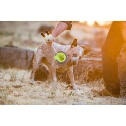 P.L.A.Y. Pet Lifestyle And You Howling Haunts Pupspotion Plush Squeaky Dog Toy -PetSafe Kong Shop 896966 PT5. AC SS1800 V1689950059