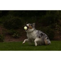 Chuckit! Max Glow Ball Dog Toy 10 Chuckit! Max Glow Ball Dog Toy -PetSafe Kong Shop 90059 PT3. AC SS1800 V1602324064