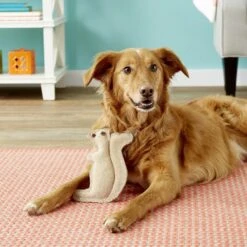 Ethical Pet Dura-Fused Leather Squirrel Dog Toy 7 Ethical Pet Dura-Fused Leather Squirrel Dog Toy -PetSafe Kong Shop 90212 PT7. AC SS1800 V1527093438