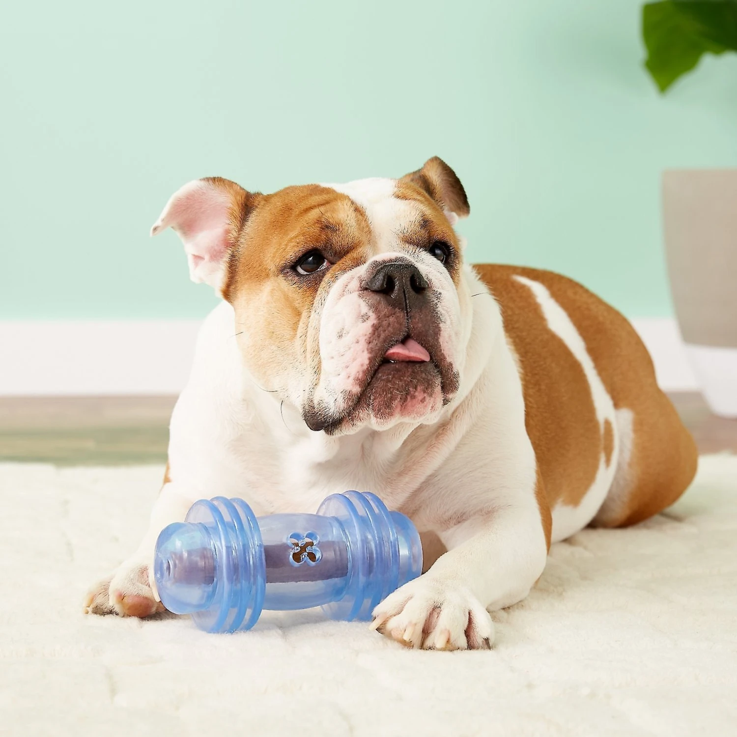 Starmark Crunching Barbell Treat Dispensing Tough Dog Toy 3 Starmark Crunching Barbell Treat Dispensing Tough Dog Toy - Image 3