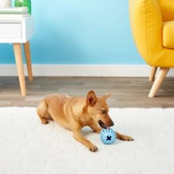 KONG Puppy Activity Ball Dog Toy, Color Varies -PetSafe Kong Shop 91191 PT5. AC SS1800 V1603156594