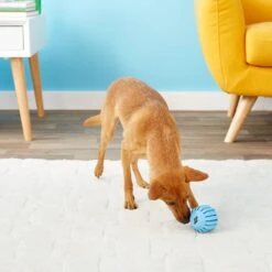 KONG Puppy Activity Ball Dog Toy, Color Varies -PetSafe Kong Shop 91191 PT6. AC SS1800 V1603153584