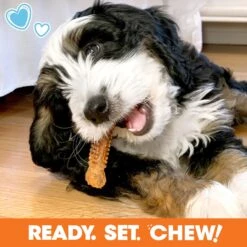 Nylabone The Box Chew Toy & Treat Gift Box -PetSafe Kong Shop 915502 PT5. AC SS1800 V1700002199